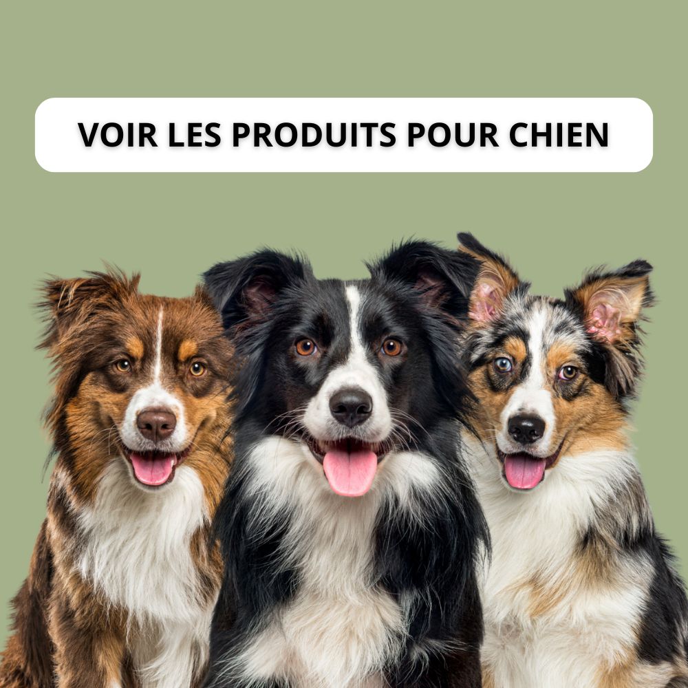 Chiens